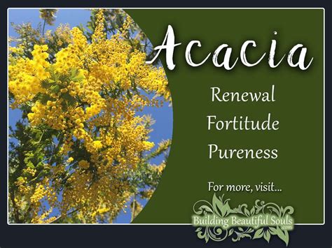 The Symbolic Meaning of Acacia in Your Dream